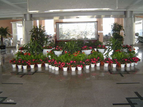 深圳盆景批發 園林綠化工程的藝術與商業融合